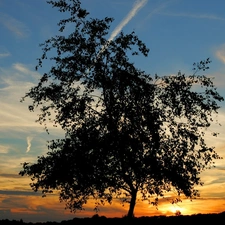 Sky, trees, Great Sunsets