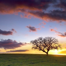 trees, clouds, Great Sunsets, Meadow