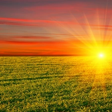 green ones, Field, sun, rays, west