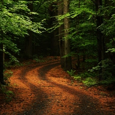 green, forest, Way