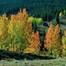 trees, woods, Home, autumn, viewes, color