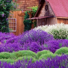 house, lavender, Garden