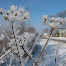 inflorescences, stems, Plants, radial, frozen