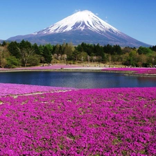 volcano, floral, Japan, carpet