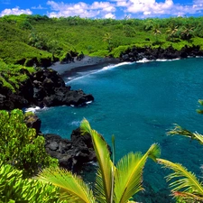 jungle, sea, Palms