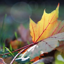 Autumn, Leaf