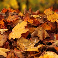 Leaf, dry, Autumn