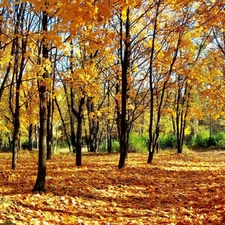 Leaf, autumn, trees, viewes, Park