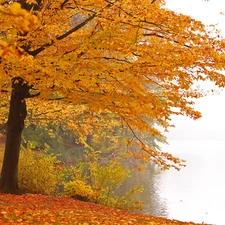 Autumn, Yellow, Leaf, Park