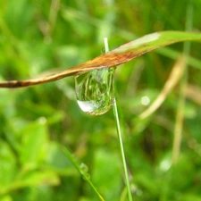 drop, an, leaf, Rosy