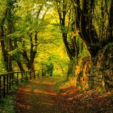 Leaf, Park, green