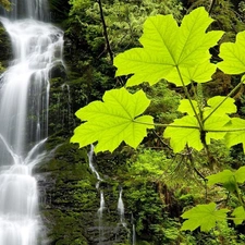 Leaf, waterfall, Plants