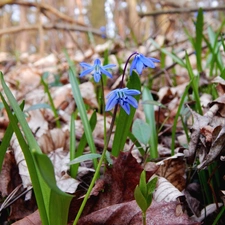 Leaf, Spring, Blue, Flowers, Siberian squill