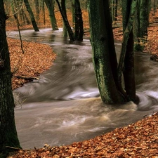 tear, forest, Leaf, River