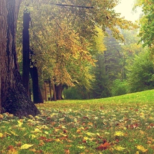 trees, grass, Leaf, viewes