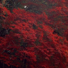 trees, Red, Leaf, viewes