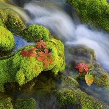 Leaf, River, waterfall