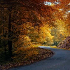 Leaf, ligh, autumn, sun, luminosity, Way, forest, flash