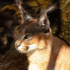 Caracal, light breaking through sky