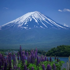 lupine, volcano, lake