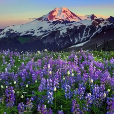 west, Mountains, lupins, sun