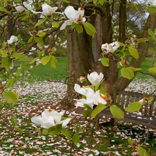 Magnolia, Bench, Park, White, Spring