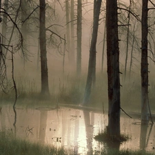 marshland, forest, Dusk