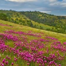 trees, mountains, Meadow, Flowers, viewes, slope