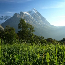 Meadow, Mountains, Fog