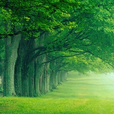 Meadow, border, forest