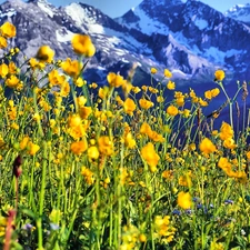 Mountains, Meadow