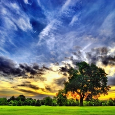 Sky, trees, Meadow, clouds