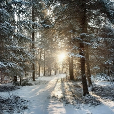 forest, sun, morning, rays