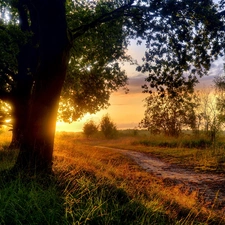 morning, Sunrise, Way, trees, Field