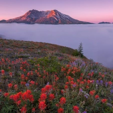 Indian Paintbrush, Washington State, Volcano Mount St. Helens, Mountains, Meadow, The United States, Cascade Mountains, Fog, lupine, Flowers