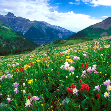 Mountains, Meadow, Flowers