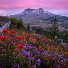 trees, mountains, Meadow, viewes, Indian Paintbrush, The United States, Washington State, Volcano Mount St. Helens, Cascade Mountains, Sunrise, Flowers