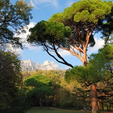 Park, viewes, Mountains, trees