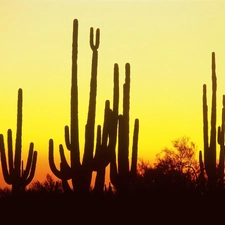 North, Arizona, Desert, america, Cactus