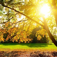Park, viewes, rays of the Sun, trees