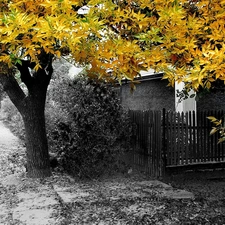 viewes, autumn, green ones, Leaf, yellow, trees