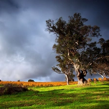 trees, grass, orchard, viewes