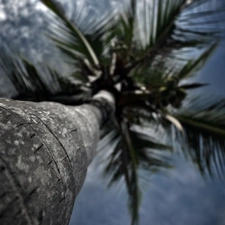 clouds, Palm
