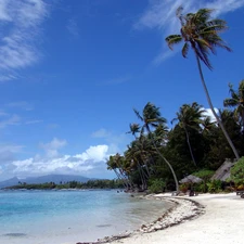 Beaches, Palms