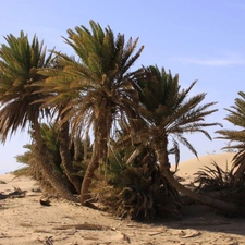 Palms, Desert, Beetle