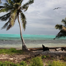 Palms, Beaches, sea