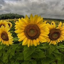 Field, clouds, panorama, sunflowers