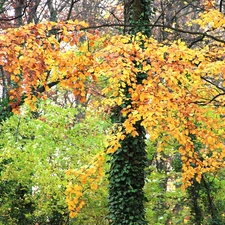 Park, ivy, Leaf, Autumn, color