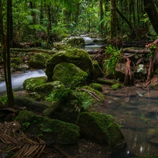 Rainforest, Australia, stream, Stones, Palms, Nightcap National Park