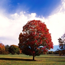 Park, Red, trees